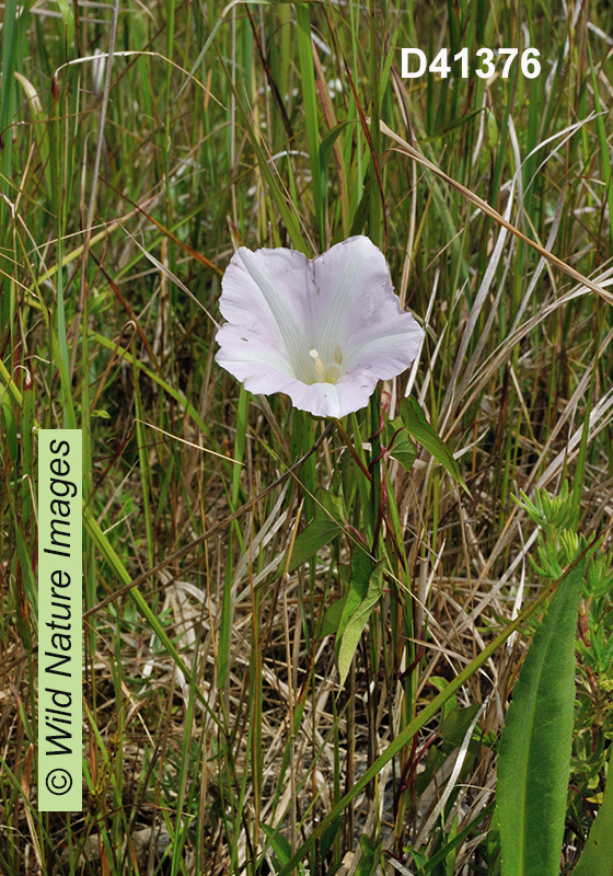 Hedge False Bindweed (Calystegia sepium)